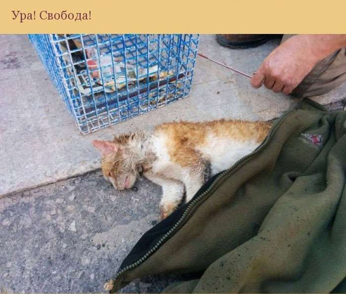 Порятунок кішки, що застрягла в трубі (10 фото)