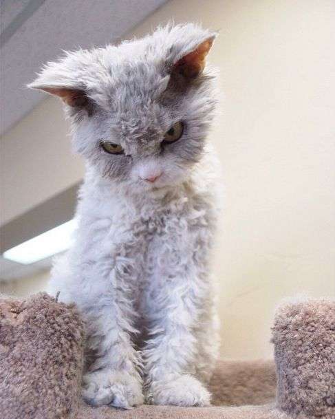 Альберт – найсуворіший кіт у світі (20 фото)