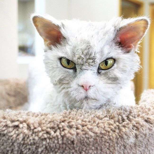 Альберт – найсуворіший кіт у світі (20 фото)
