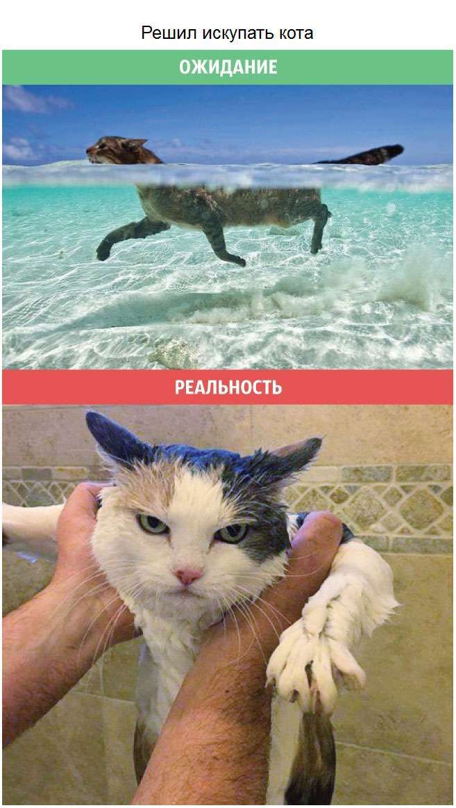 Кішки: очікування і реальність (10 фото)