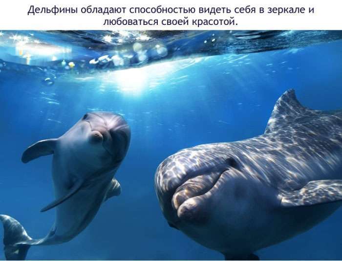 Цікаві факти про дельфінів (16 фото)