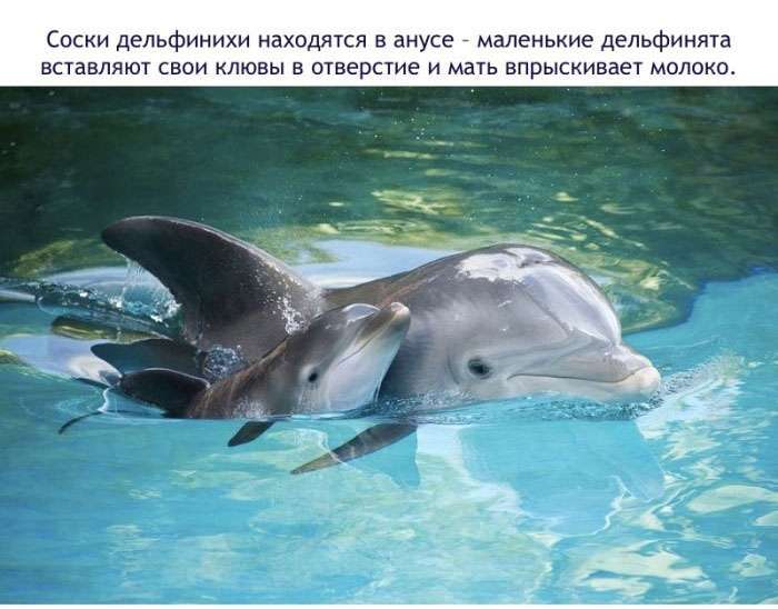 Цікаві факти про дельфінів (16 фото)