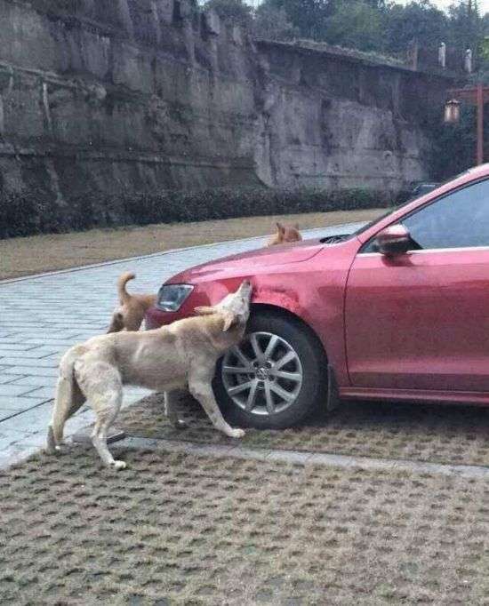 Бездомні собаки спробували на смак автомобіль (4 фото)