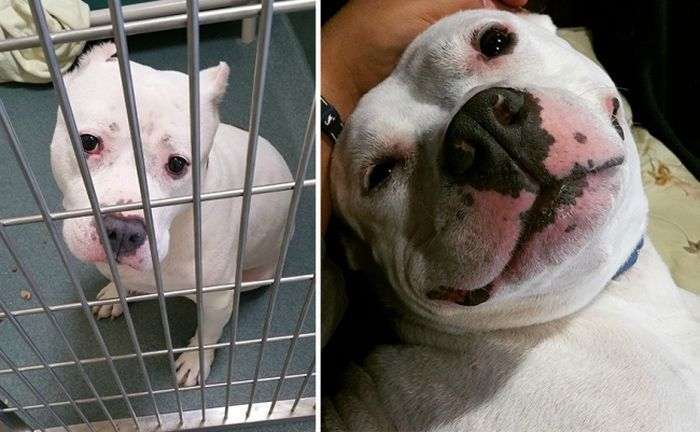 Тварини в притулку і в сімї: фото до і після (16 фото)