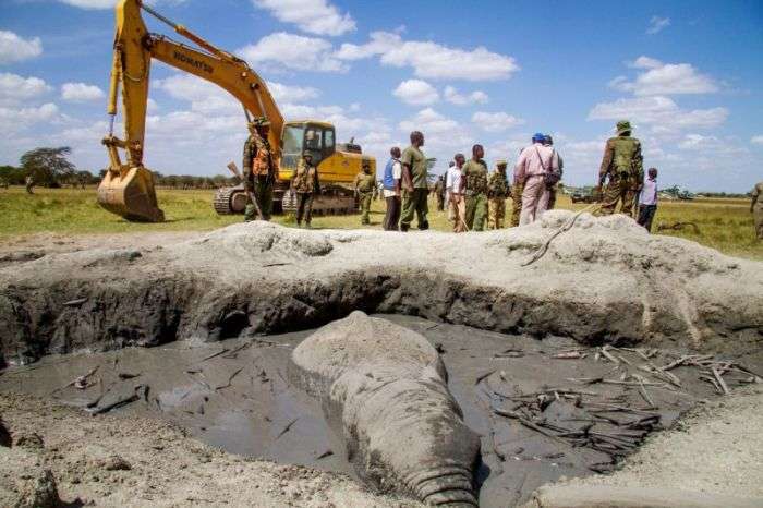 У Кенії екскаватор врятував слона, догодив у гнойову яму (6 фото + відео)
