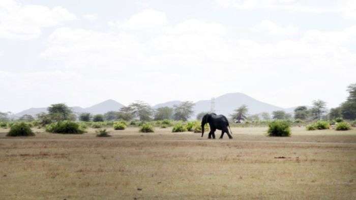 У Кенії екскаватор врятував слона, догодив у гнойову яму (6 фото + відео)