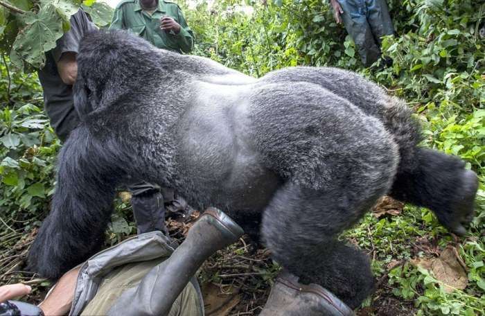 У момент зйомки горила атакувала фотографа (8 фото)