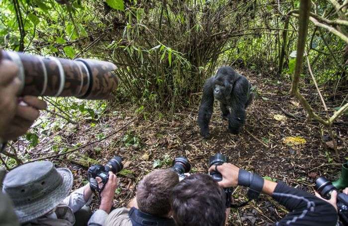 У момент зйомки горила атакувала фотографа (8 фото)