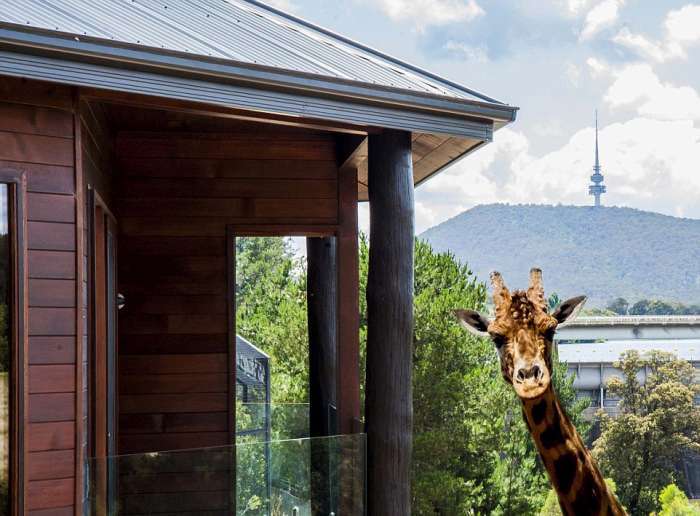 Незвичайний готель в австралійському зоопарку (8 фото)