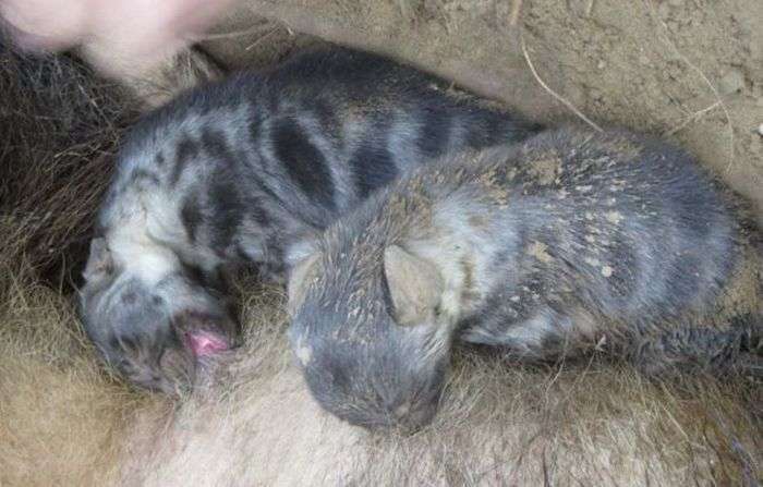 Потрапила в капкан гієна зуміла народити щенят (8 фото)