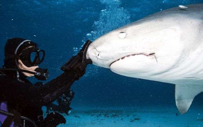 Що бачить жертва акули в останні секунди життя (11 фото)