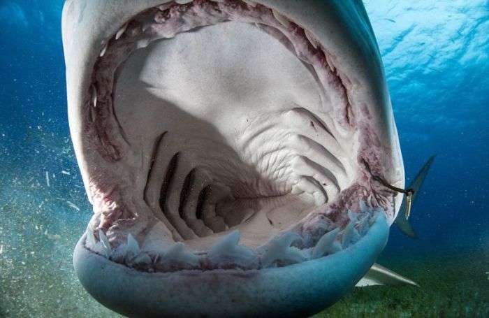 Що бачить жертва акули в останні секунди життя (11 фото)