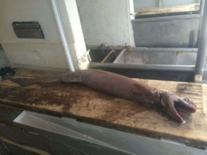 Австралійські рибалки виловили дуже рідкісну акулу (4 фото)