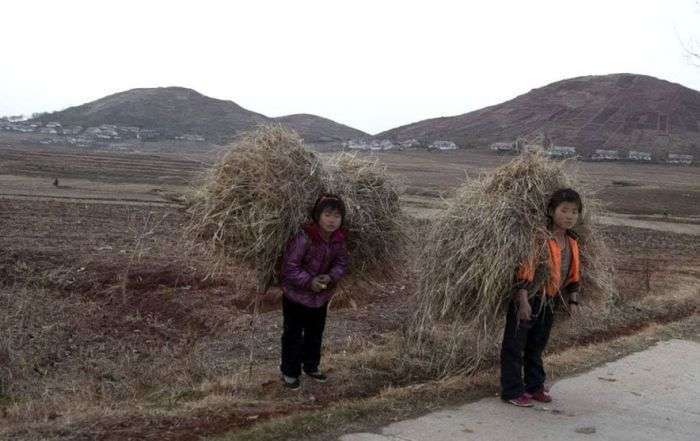 Землеробство в Північній Кореї (35 фото)