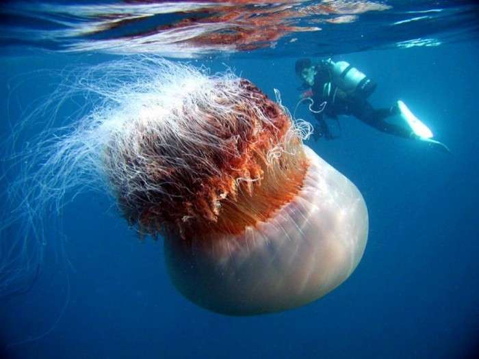 Правда про найбільшою медузи у світі (17 фото + відео)