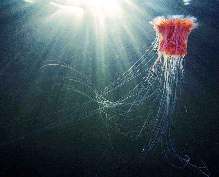 Правда про найбільшою медузи у світі (17 фото + відео)
