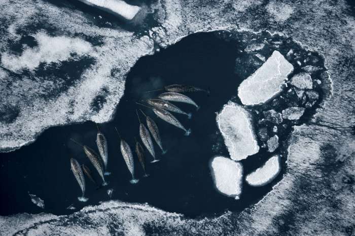 Дивовижні фотографії дикої природи від Підлоги Никлена (33 фото)