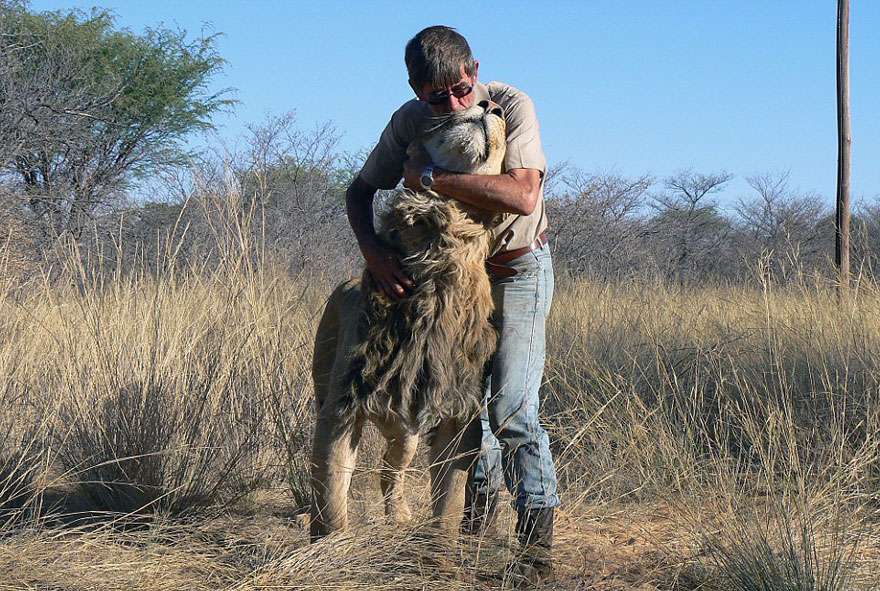 У Південній Африці чоловік замінив леву мати (11 фото)
