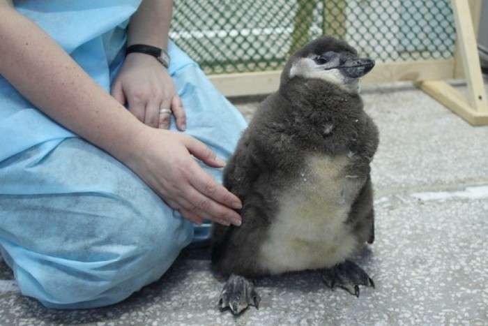У Красноярську зростає пінгвін на прізвисько Чуді (12 фото + 2 відео)
