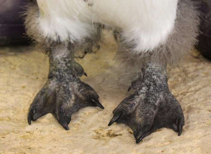 У Красноярську зростає пінгвін на прізвисько Чуді (12 фото + 2 відео)