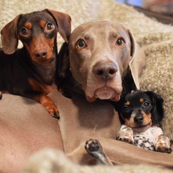 Чарівний щеня Різ народився в собачій сімї (15 фото)