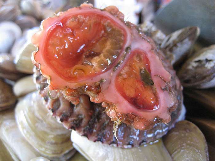 Pyura chilensis - «живий камінь» з морського дна (5 фото)