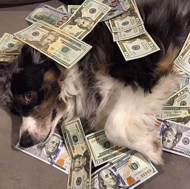 Як живуть собаки багатих господарів (32 фото)