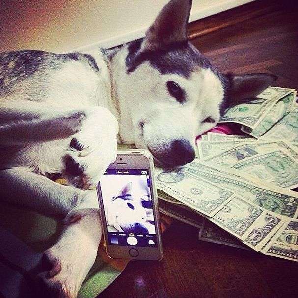 Як живуть собаки багатих господарів (32 фото)