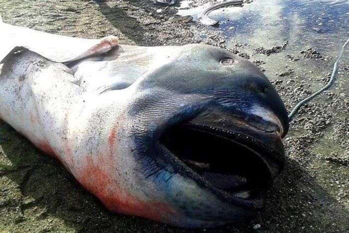Філіппінські рибалки виловили рідкісну пелагическую большеротую акулу (4 фото)