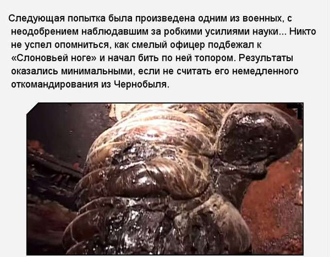«Слонова нога» в зоні відчуження Чорнобильської АЕС (11 фото)