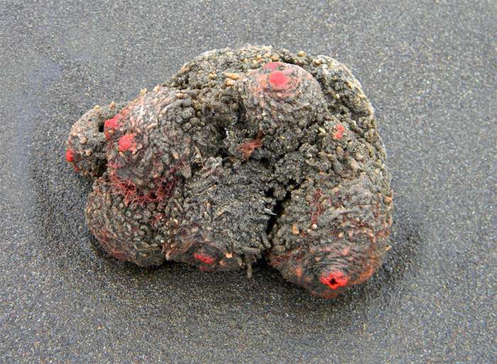Pyura chilensis - «живий камінь» з морського дна (5 фото)