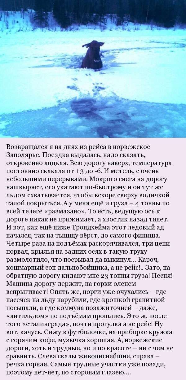 Як мужик лося рятував (5 фото)