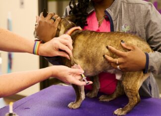 Что нужно знать о вакцинации собаки или кошки