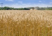 Сівозміна покращує врожайність, харчування та доходи фермерів у всьому світі