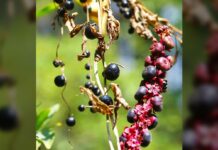 Ям обманює птахів фальшивими ягодами в еволюційний трюк