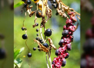 Ям обманює птахів фальшивими ягодами в еволюційний трюк