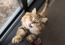 Коти пристосовують нявкання до людини: дослідження виявило гендерно-специфічне нявкання