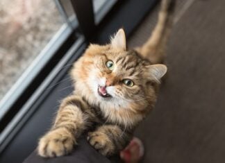 Katten stemmen hun vocalisaties af op mensen: onderzoek onthult genderspecifiek miauwen