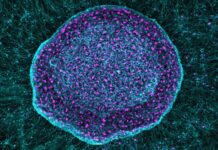 Стовбурові клітини як «болюча губка»: багатообіцяюча терапія хронічного болю