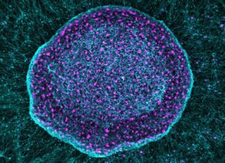 Стовбурові клітини як «болюча губка»: багатообіцяюча терапія хронічного болю