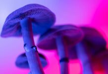 Чарівні гриби еволюціонували як захист від комах, припускають дослідники