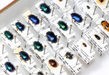 Розшифровка плану життя: основи таксономії