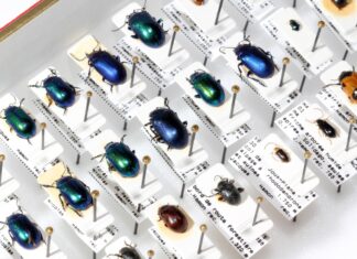 Розшифровка плану життя: основи таксономії