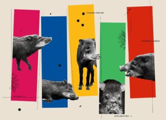 Osobowość zwierząt: czynnik krytyczny dla przetrwania gatunku