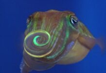 Кальмари використовують невидимі візерунки світла, щоб залучати партнерів