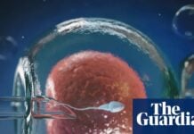 Прорив у дослідженні якості яйцеклітин дає надію пацієнткам ЕКО