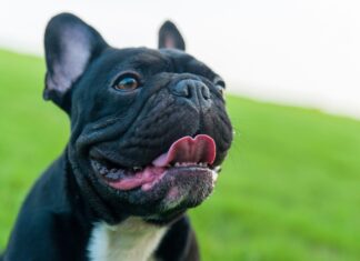 Проблеми з Диханням у Брахіцефальних Порід Собак