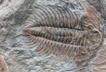 Палеонтологи знайшли сліди хітину в скам’янілості трилобітів кембрійського періоду
