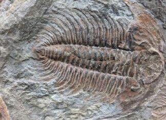 Палеонтологи знайшли сліди хітину в скам’янілості трилобітів кембрійського періоду