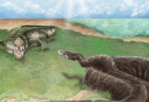 Стародавні гігантські пітони колись населяли Тайвань